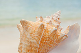 conch shell